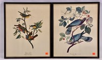 Pr. Bird prints, band-tailed Pigeon, Painted Finch