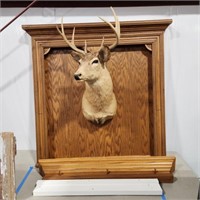 Deer Mount in Oak Frame