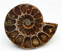 84ct Ammonite