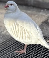 Pair-Silver Chuckar Partridge