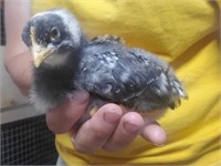1 Unsexed-Barred Rock Chick-2 weeks old