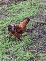 Rooster-Partridge Silkie