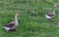 Pair-Tolouse Mix Geese-1 year old