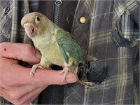 Baby Conure- 12 weeks old