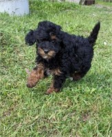 Male-Miniature Poodle Puppy-12 weeks old