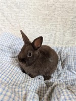 Female-Netherland Dwarf- 10 weeks