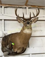 5x5 deer mount