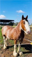 (VIC) KARDINIA SCOTTISH BLUEBELL - CLYDESDALE MARE