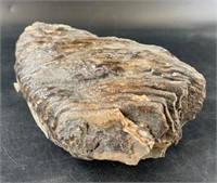 Stabilized mammoth tooth, 8.5" long
