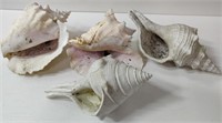 Large Seashells