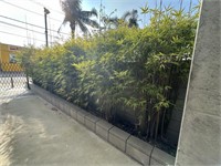 Large Qty Bamboo In Garden Bed