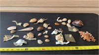 Sea Shells from around the world , Saudi Arabia ,