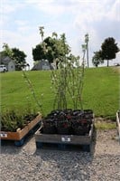 15 APPLE TREES - APPROX. 5'