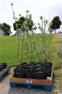 15 APPLE TREES - APPROX. 5'