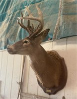Mounted Deer Heads and horns