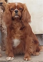 Female-Cavalier King Charles-SHOWING BELLY!