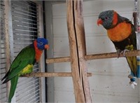 Pair-Rainbow Lorikeets-Very friendly!