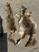 (2) Coyote Pelts