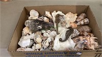 Box tray lot of assorted seashells includes two