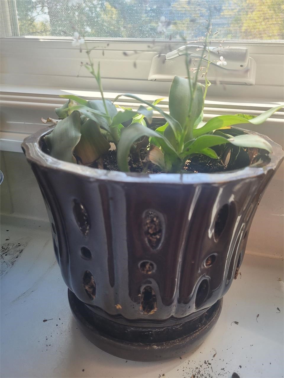 Indoor flowers with ceramic pot