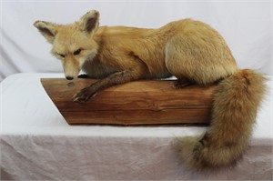 Vintage Taxidermy Crouching Red Fox