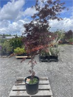 1 Japanese Maple