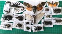 15 Real Beetle Bee Cicada Preserved