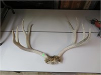 8 Point Deer Horns 25" x 21"