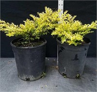 11 and 12-in common boxwood
