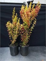 29 and 32-in Japanese Barberry plants