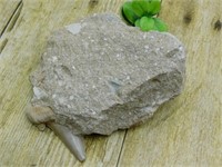 SHARK TOOTH IN MATRIX ROCK STONE LAPIDARY SPECIMEN