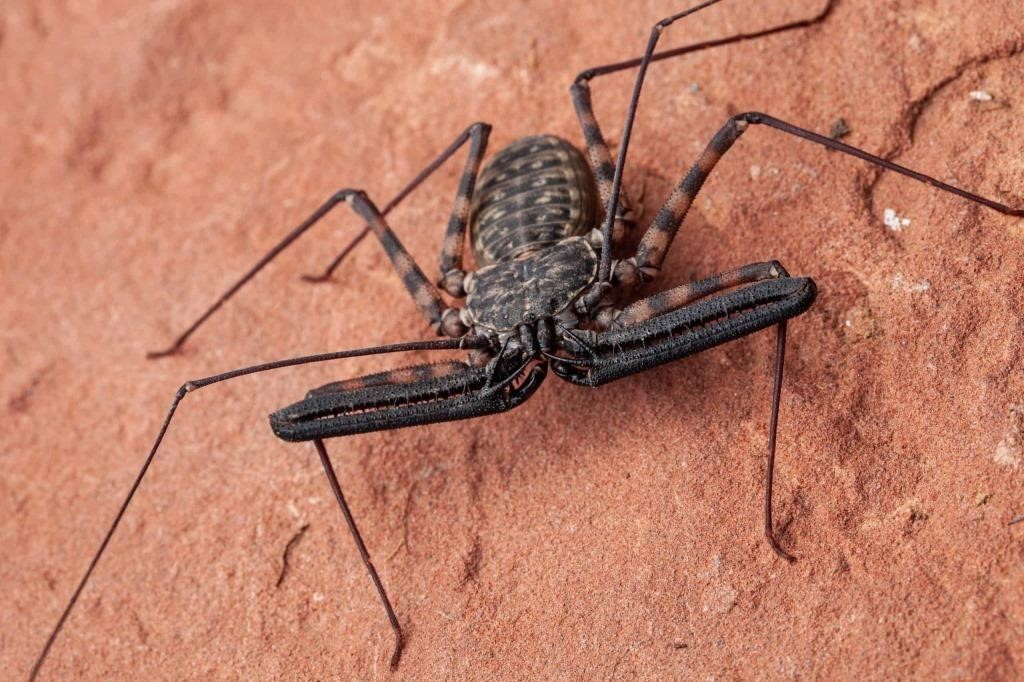 Giant tailless Whip Scorpion, hatched Mar 18.