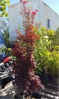 Red Japanese Maple 4ft+