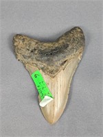 Large 4" Megalodon Tooth