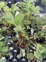 3 Lots of 1 ea 1 Gal Strawberry Quinault