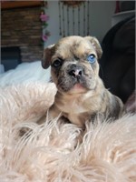 Male#2-French Bulldog Puppy-8 weeks at pickup