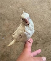 Baby albino cockatiel - unsexed