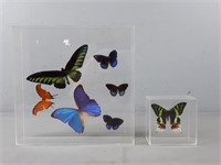 Butterfly Displays - Bau-ann Brown