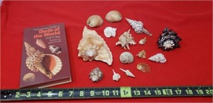 Sea Shells & Book