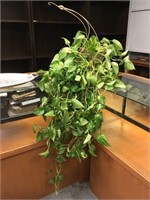 Large House Plant -as is -Long Tendrils