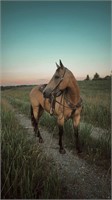 Buckskin Mare