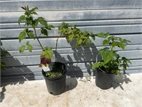 2 - One Gallon Red Raspberry Plants