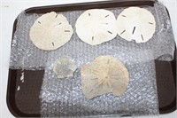 SAND DOLLARS