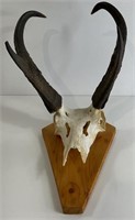 Pronghorn Antelope Skull