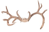 Whitetail Deer Antlers