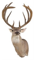 White Tail Deer Shoulder Taxidermy Mount