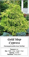 5- GOLD MOP CYPRESS