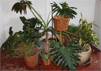 Selection of Live Plants in Planters