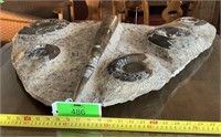 Orthoceras and ammonite fossil   36 x 25.