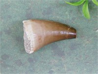 DINOSAUR TOOTH ROCK STONE LAPIDARY SPECIMEN